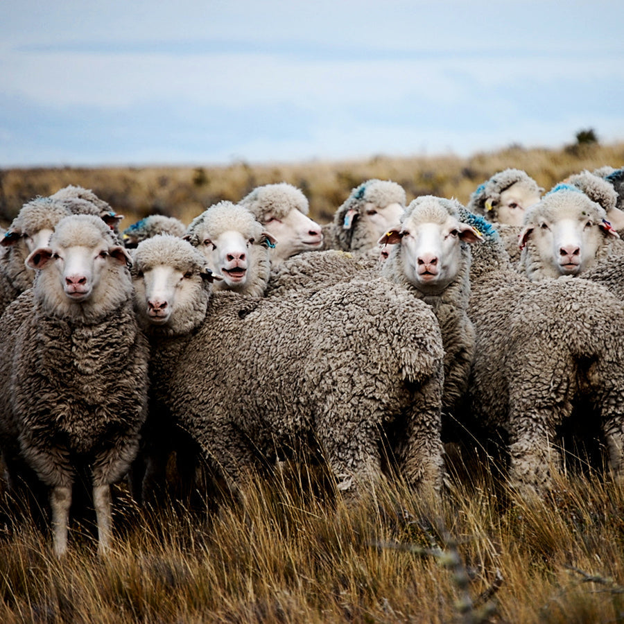 Join Us for an Evening with Woolfolk